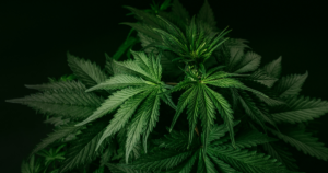 Close-up of a cannabis plant with broad, serrated green leaves arranged in a star-like pattern.