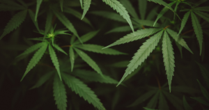 Close-up of green cannabis leaves with characteristic serrated edges and long leaflets.